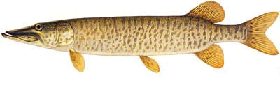 [Pakwash+Lake+Fishing.jpg]