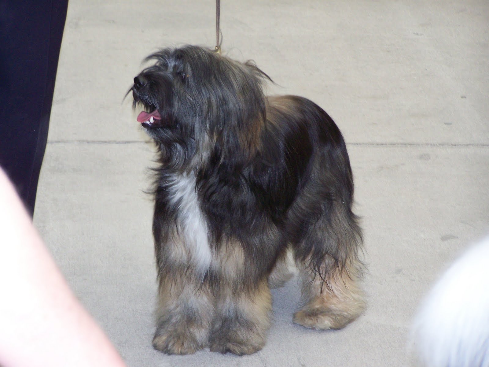 Benji The Dog Breed Dog Breeds