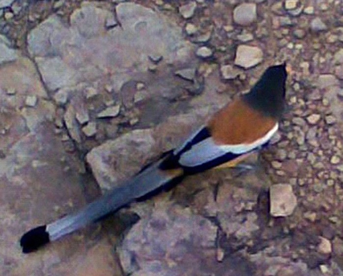 [20-Sonchidiya.jpg]