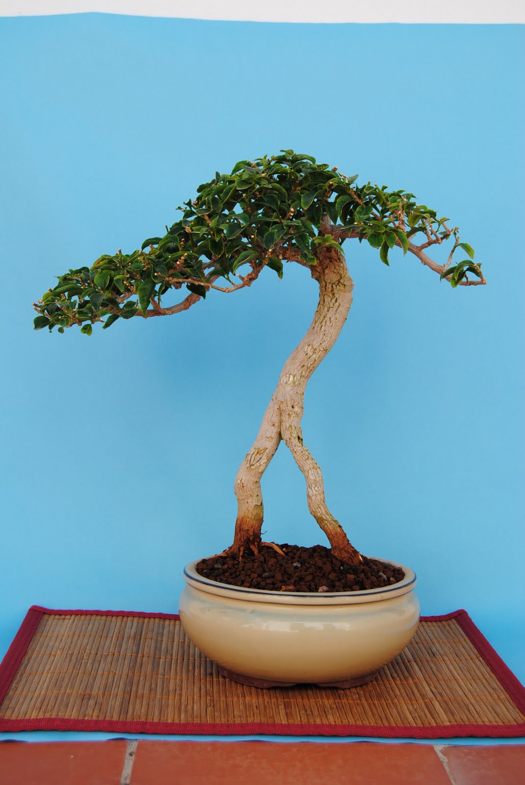 Alisios bonsái: septiembre 2010