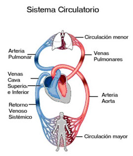 Pulmonar
General