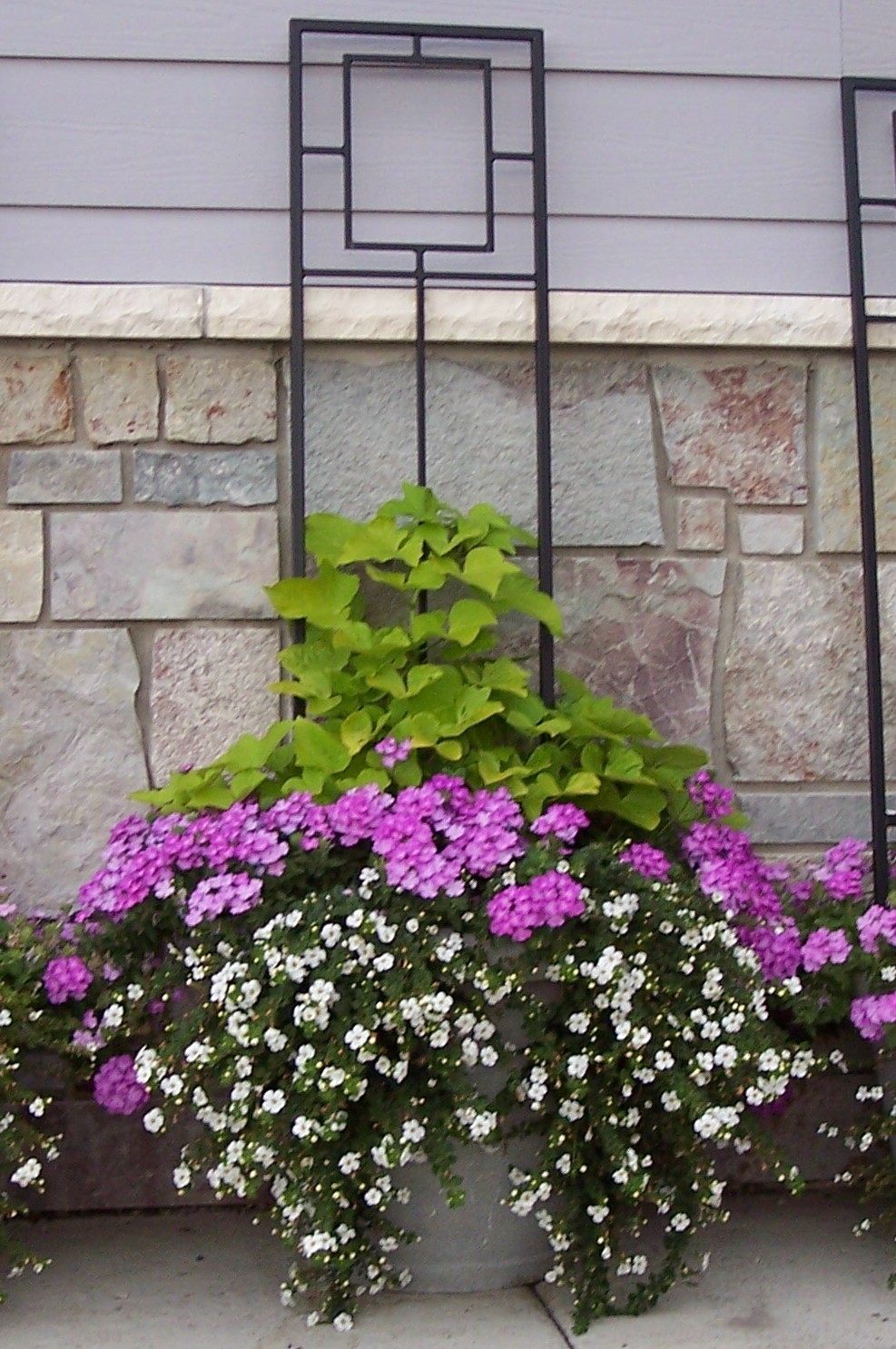 pots and pansies container