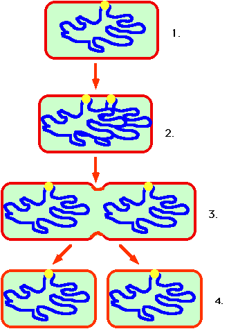binary fission definition in biology binary fission definition in biology