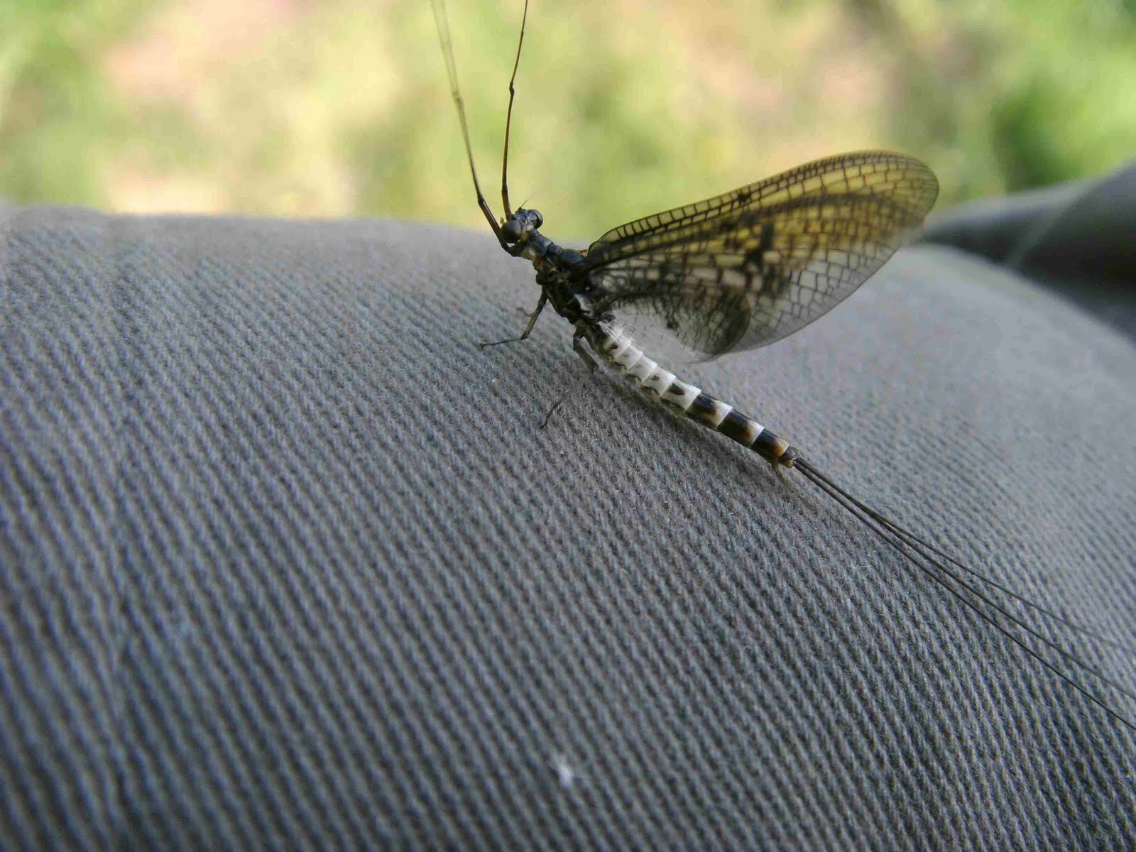 Becks and Brown Trout Mayfly Time