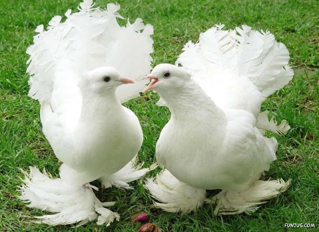 Royal Pigeons photos
