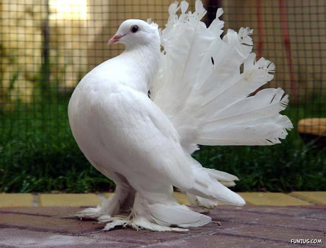 Royal Pigeons photos