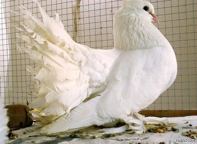 Royal Pigeons photos