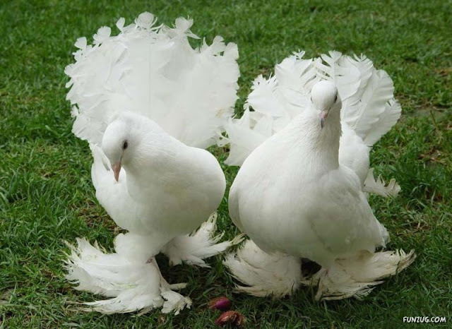 Royal Pigeons photos