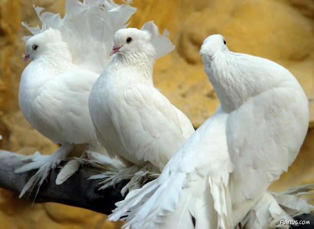 Royal Pigeons photos