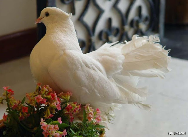 Royal Pigeons photos