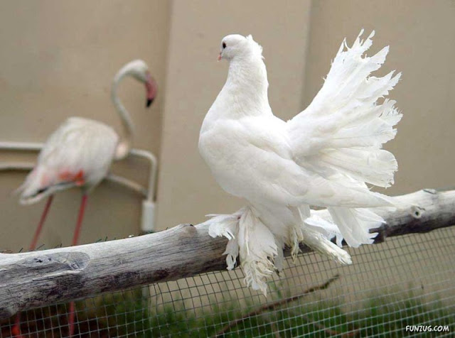 Royal Pigeons photos