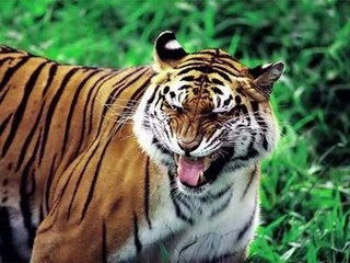 pada tahun 1903 sampai 1911 seekor harimau telah membun