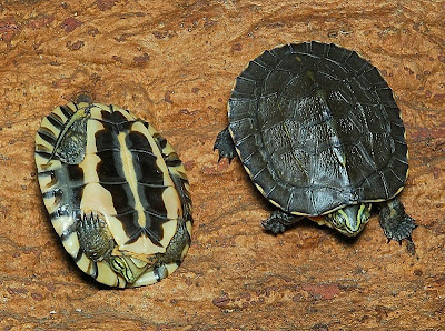 Mauremys Annamensis