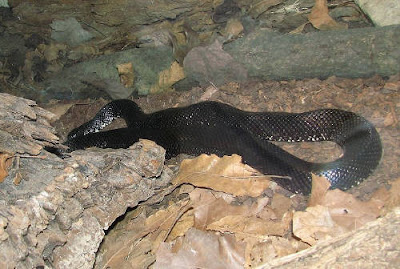 Black Kingsnake