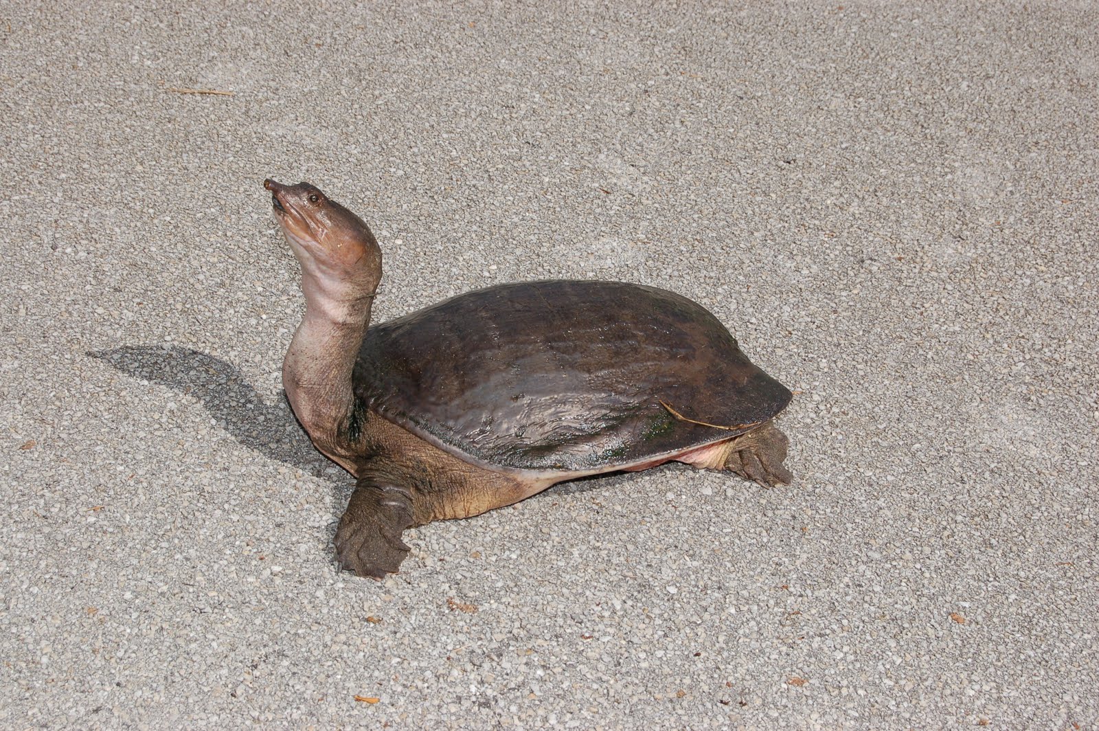 florida turtle species