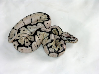 Snake Bumblebee