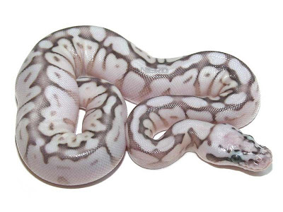 Queen Bee Python