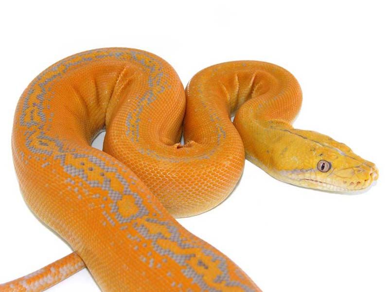 Sumatran Reticulated Python