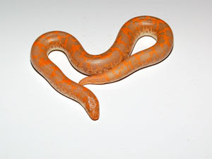 albino kenyan