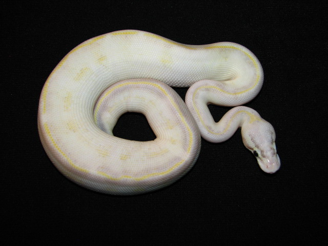 ivory python