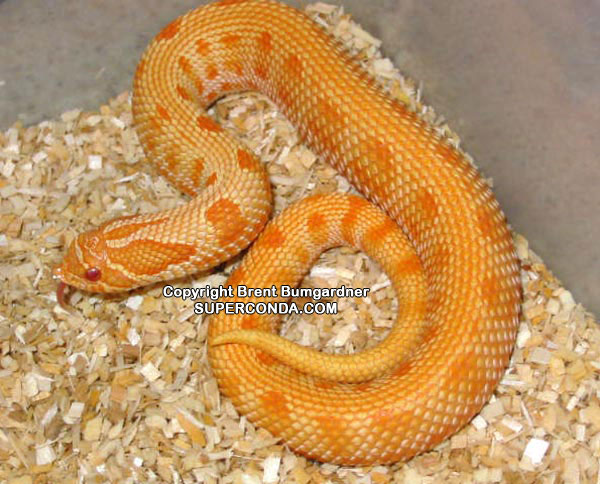 Anaconda Hognose Snake