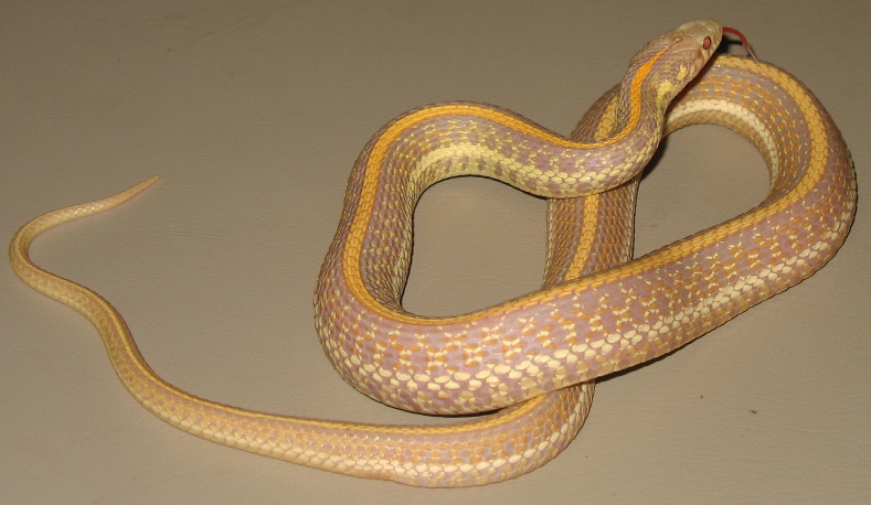 Garter Snake Morphs