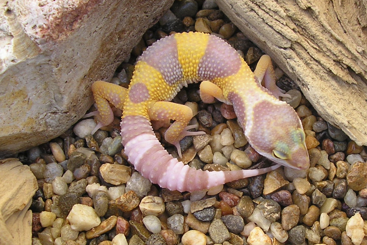 leopard-gecko-terrarium.jpg leopard-gecko-terrarium.jpg