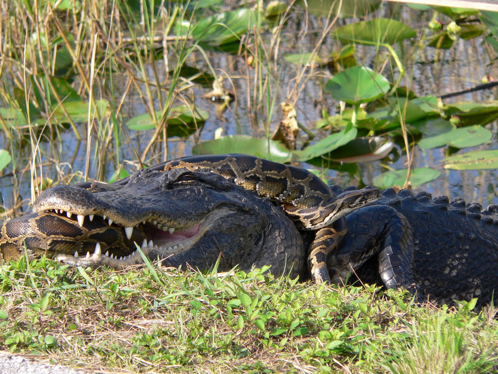 burmese pythons eating