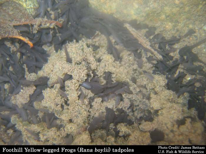 Foothill Yellow-legged Frog, Pictures Of Frogs And Tadpoles. Foothill Yellow-legged Frog,