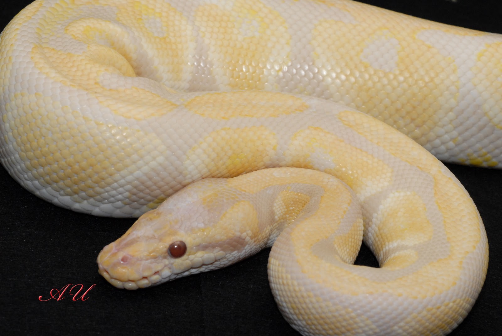 snakesnmoresnakes.blog... snakesnmoresnakes.blog...