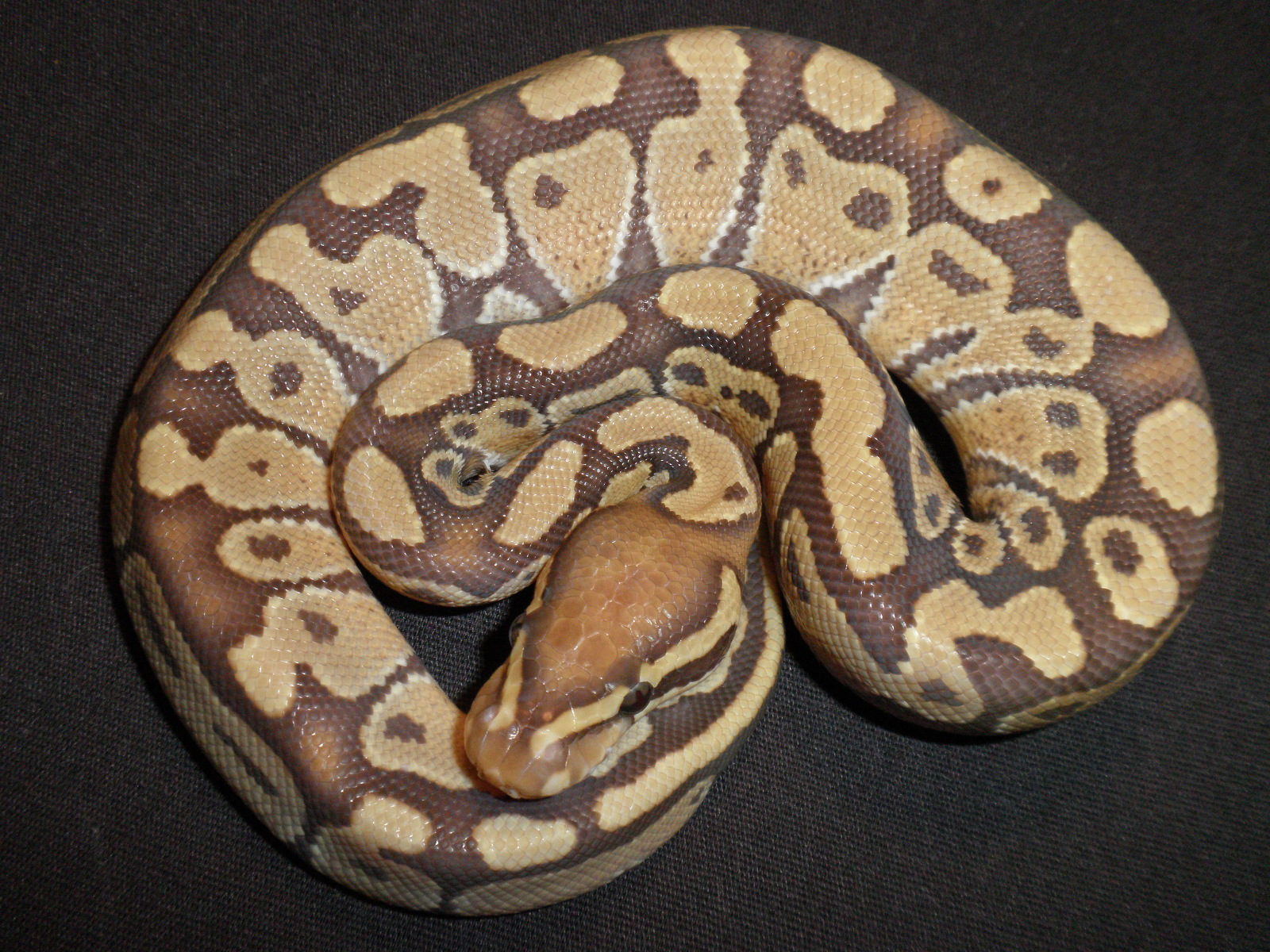 Ball Python Eating