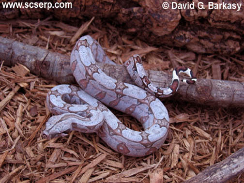 Bolivian Amarali Boa