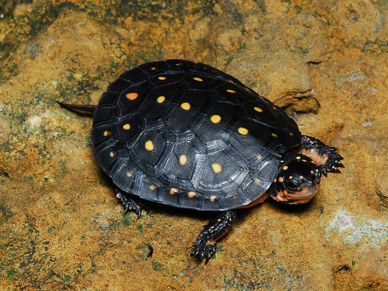 baby spotted turtle