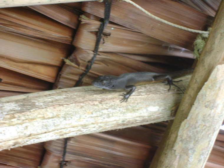 Lizard in the Fale roof