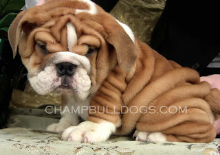 lazzy brown cute dog sitting with lots of wrinkles