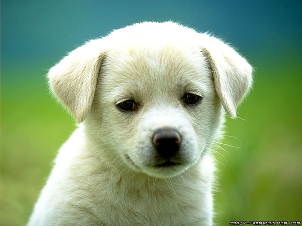 [cute-puppy-dog-wallpapers.jpg]