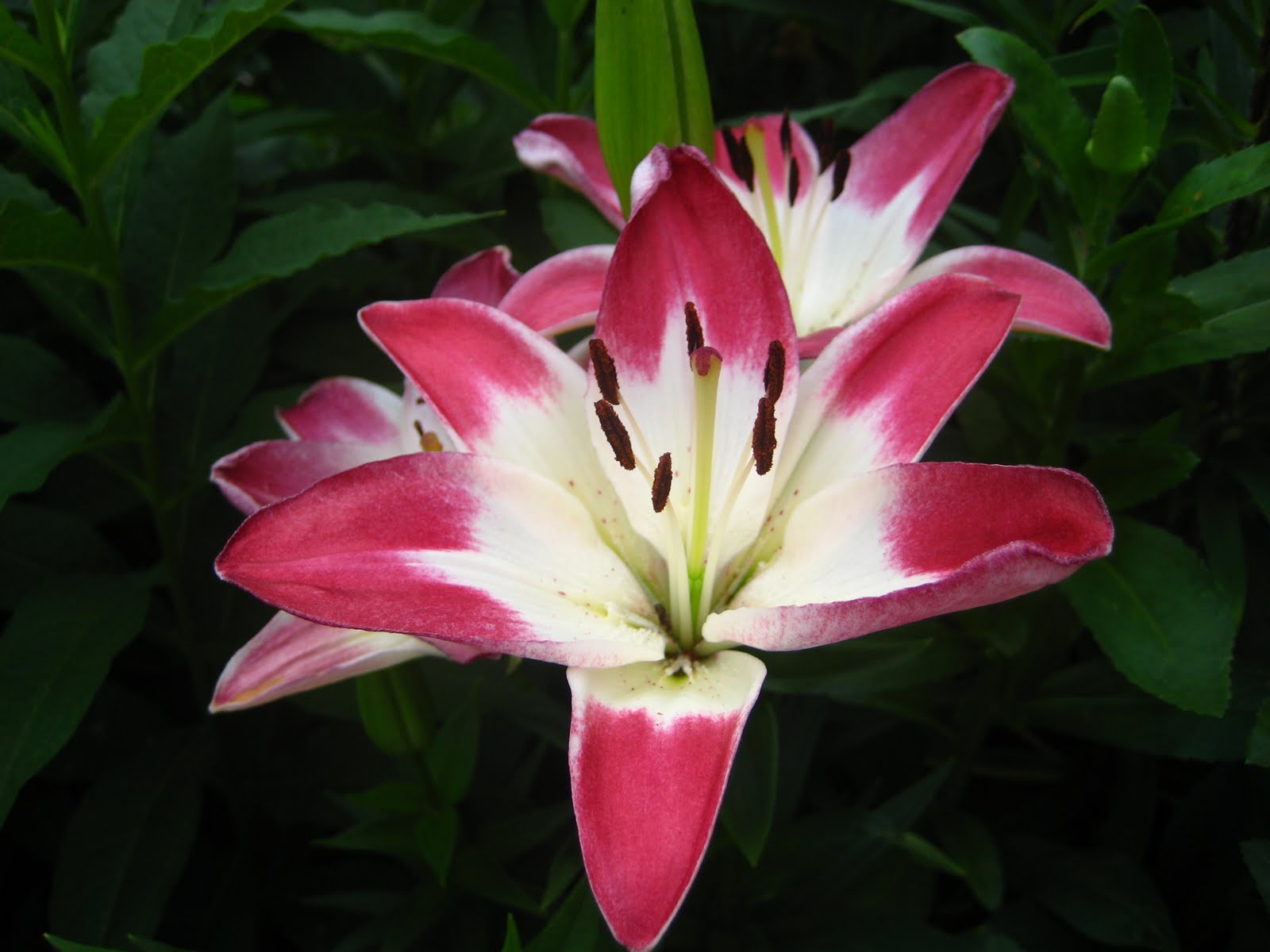 Waging Haiku rainbow of lilies