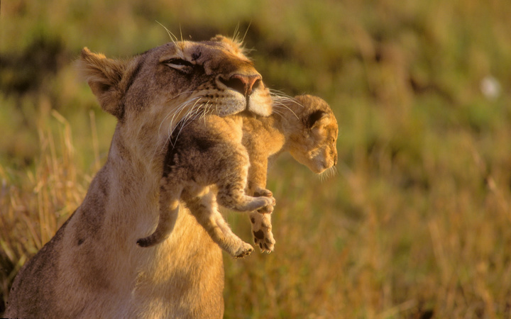 Lioness Carrying Cub