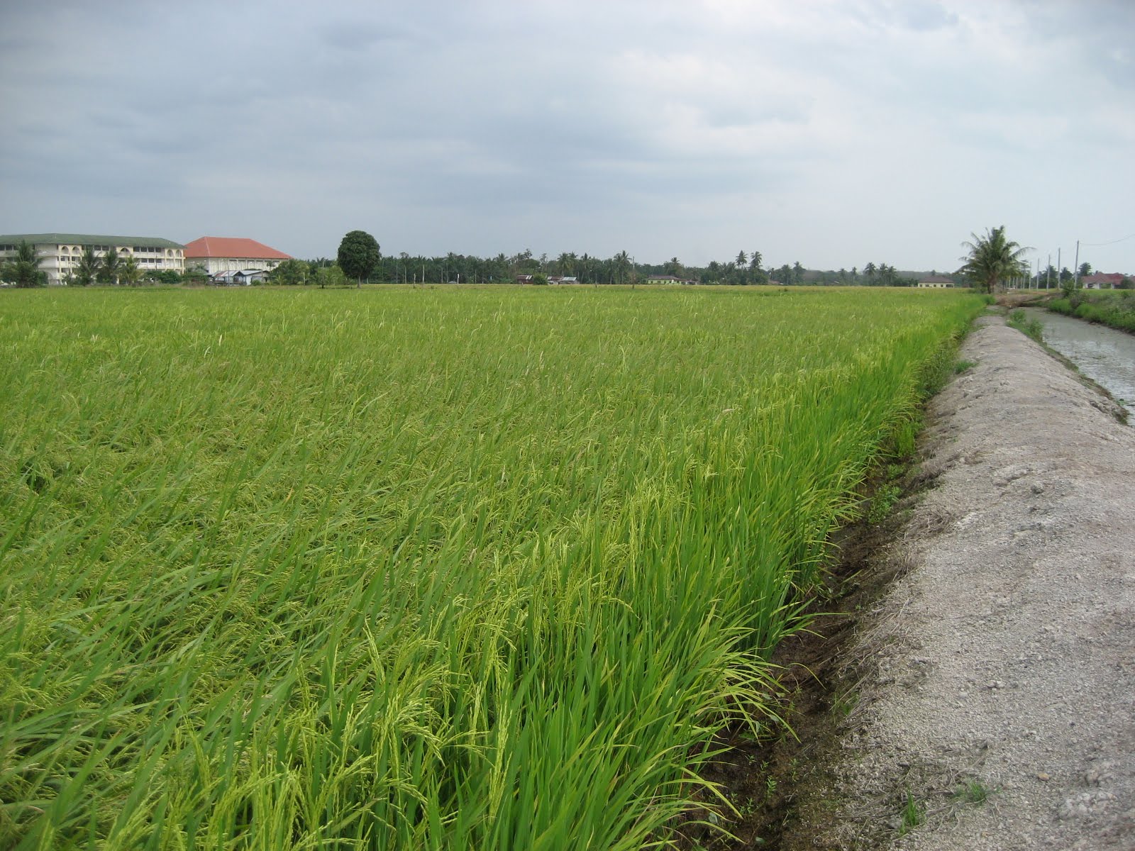 Anim Agro Technology Sawah Padi Di Muar Ledang
