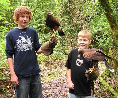 hawk walk, ashford castle, ireland