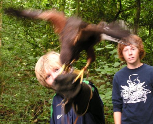 hawk walk, ashford castle, ireland