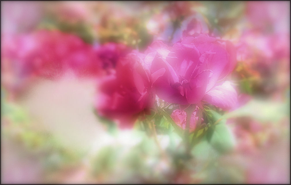 [flowerssoftfocus.jpg]