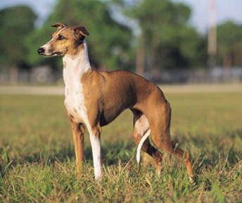 Miniature+italian+greyhound+puppies