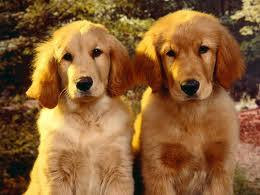 Medium+sized+dog+breeds+list+with+pictures