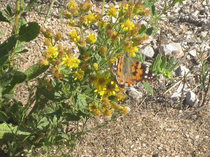 Borboleta: