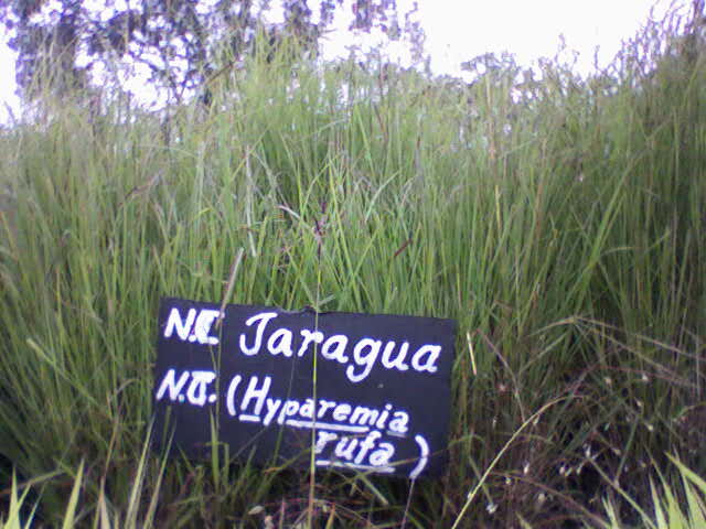 Pasto Jaragua(Hyparrhenia rufa)