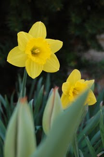Farm daffodils