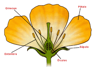 Reproduccion Sexual De Las Plantas Ejemplos