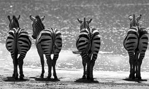 [ZEBRAbn.jpg]