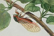 Cicada Cicada